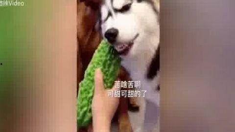 吃瓜群众二哈舔屏视频免费观看,吃瓜群众狂欢时刻！  第3张